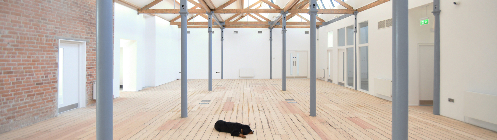 A dog lying in a architecture designed office